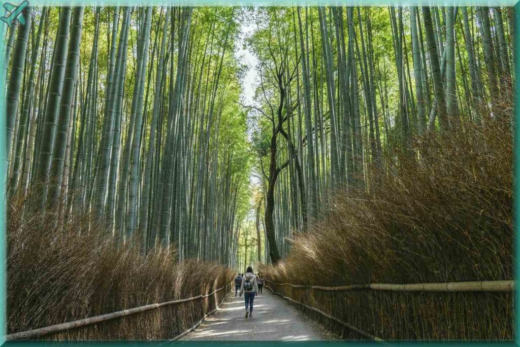 Бамбуковый лес Сагано лучшие места мира